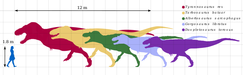 The length of five tyrannosaurid species (Tyrannosaurus rex, Tarbosaurus bataar, Albertosaurus sarcophagus, Gorgosaurus libratus, and Daspletosaurus torosus) are contrasted against the height of the silhouette of a human female. The Homo sapiens is 1.8m tall, whereas the longest tyrannosaur is 12m long.