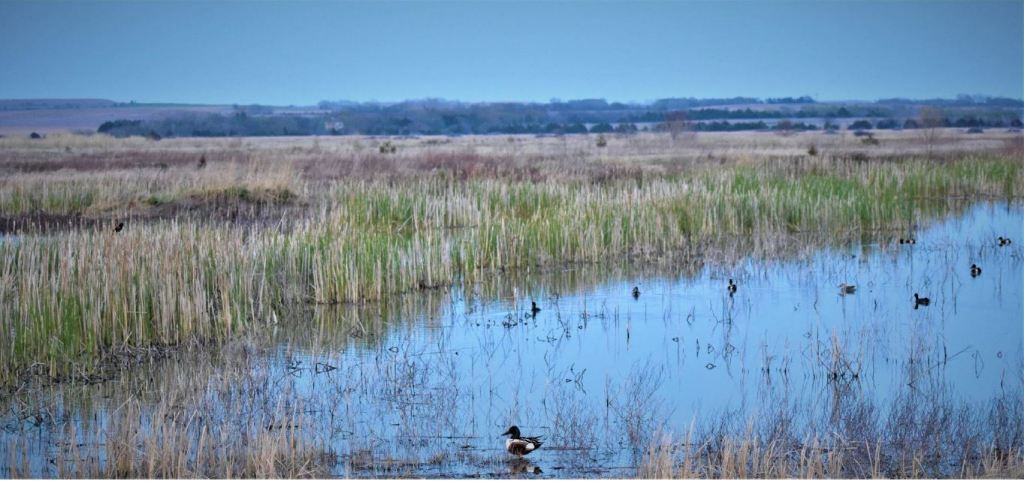 Photo showing perfect hemi-marsh conditions in the Jamestown (Kansas) Wildlife
Area for waterfowl, such as Mallard ducks and American Coots, and blackbirds to inhabit.